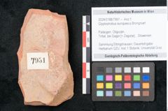 Foto (Objekt + Etikett) von Glyptostrobus europaeus Brongniart (NHMW-GEO-2024-0188-7951)